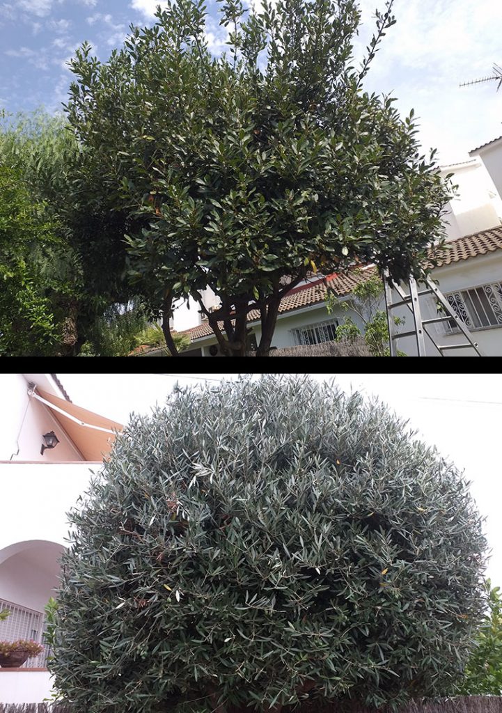 Jardinería Manitas Maresme - Poda árboles